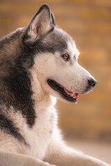beautiful studio image of siberian husky dog with two different color eyes. 