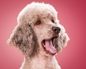 Studio portrait of a sweet dog
