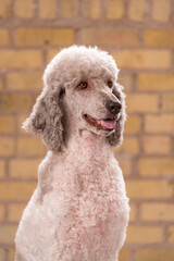 One stunning standard poodle, parti colored white and grey, studio portrait on brick background.  