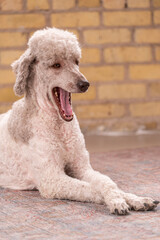Studio portrait of a sweet dog