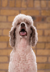 Studio portrait of a sweet dog