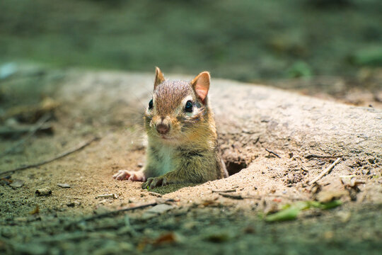 An Eastern chipmunk emerges from its underground burrow, alert and curious in the soft forest light. Captured in its natural habitat, this woodland creature provides a charming glimpse into wildlife.