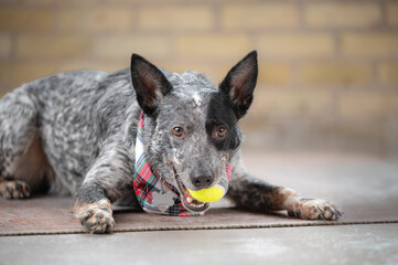 Blue healer, australian cattle dog dog wearing plaid scarf