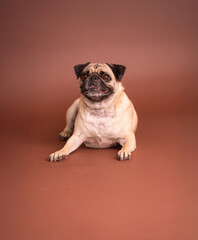 Studio portrait of pug dog looking at camera. Fawn colored