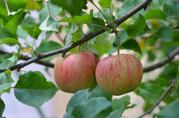 Two red and yellow variegated apples with green leaves growing on apple tree branch.Closeup photo .Gardening, apple harvest concept. Free copy space.