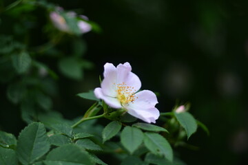 
White flower
