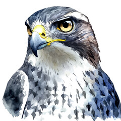 watercolor vector of Goshawk Close Up, isolated on a white background.