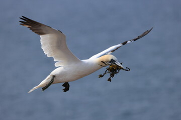 northern gannet (Morus bassanus)