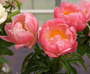 Peony Abalone Pearl, early-season herbaceous peony