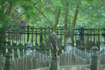 Hawk on Fence Looking for Prey