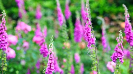 lilac finger-flowers in the park