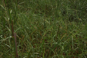 green grass in the morning