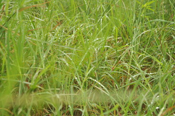green grass background