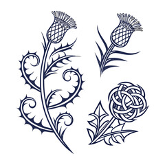 Elegant Thistle Floral Designs Vector Illustrations of Scottish Thistle & Knotwork