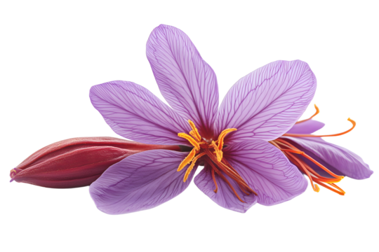 A saffron pistil displayed against isolated on white background PNG. 