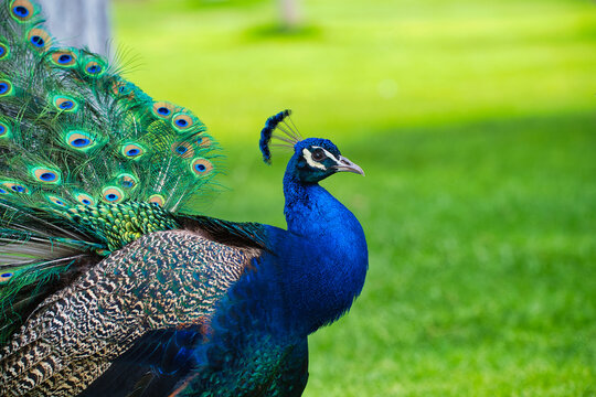 A vivid portrait of a male Indian peafowl (Pavo cristatus) showcasing its brilliant blue and green plumage. Captured in natural daylight, the elegant bird stands proudly on a lush green lawn.