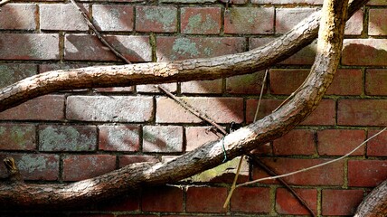 tree trunk on the wall