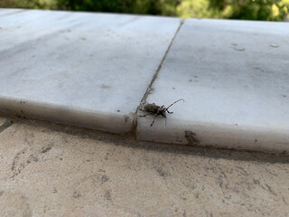 A moustache beetle crawls along a white marble ledge next to a rough concrete surface.
