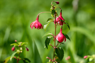 Fuchsia flower in the garden, shallow depth of field.