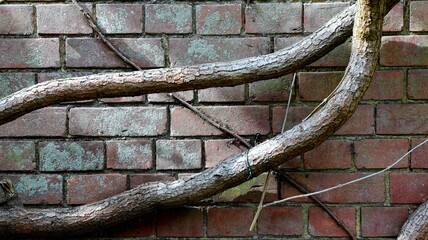 tree trunk on the wall