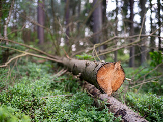 A coniferous log lying in the forest.