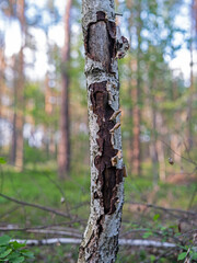 Young birch tree with damaged bark against the background of the forest.