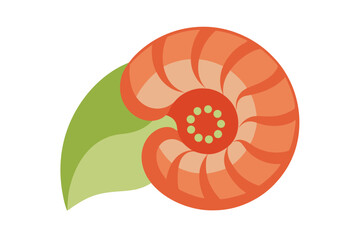 Elegant Nautilus Shell Vector Illustration 