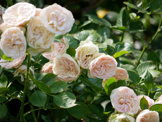 Peony roses blooming in garden. Floribunda English tea hybrid rose light pink flowers close up