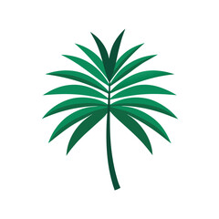 Palm Leaf Vector Graphic