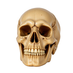 Fototapeta premium Realistic human skull model with detailed features showcasing anatomy and dental structure for educational purposes