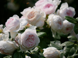 Peony roses blooming in garden. Floribunda English tea hybrid rose light pink flowers close up