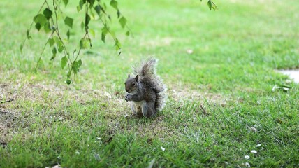 squirrel in the park
