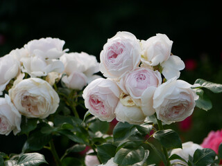 Peony roses blooming in garden. Floribunda English tea hybrid rose light pink flowers close up