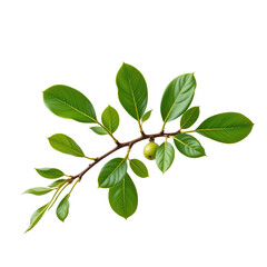 Naklejka premium Fresh Green Leafy Branch with Glossy Leaves on a White Background for Nature and Gardening Themes