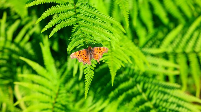 butterfly on the fern