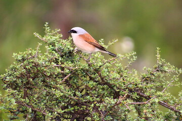 Nature forest sea beach landscape