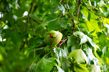 Rose-ringed parakeet, Psittacula krameri manillensis, also known as ring-necked parakeet, in London, UK
