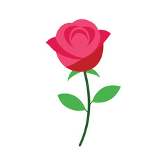 Single Pink Rose Vector Illustration 