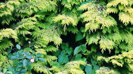 green leaves background