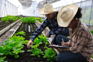 Two young farmers are working research vegetable project inside a greenhouse with digital tablet and walkie-talkie , green vegetables farm, smart farm 