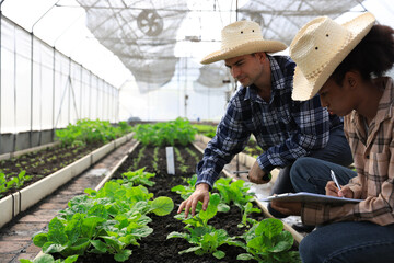 Two young farmers are working research vegetable project inside a greenhouse with digital tablet and walkie-talkie , green vegetables farm, smart farm 