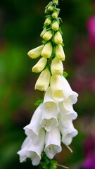 close up of finger-flower