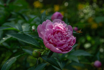 Blooming Pink Peony with Hovering Bee in Garden Sunlight
