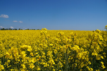 Yellow flowering rapeseed field on a sunny day