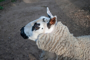 Kerry Hill sheep. Close-up of black and white animal's head. Unique coloring