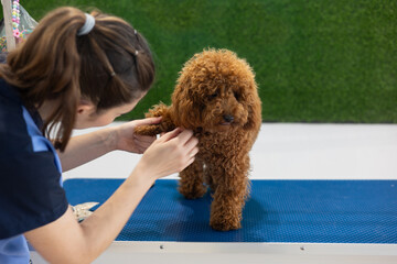 Professional groomer carefully shaping brown poodle's coat at sleek pet salon workstation
