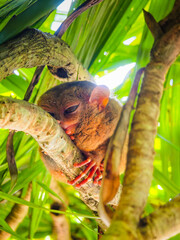Close up shot of unique and cute looking Tarsier with large eyes. Bohol rainforest Tarsier sanctuary in Philippines of one of the smallest primates