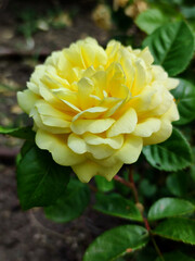 Delicate yellow tea rose flower in the garden close-up