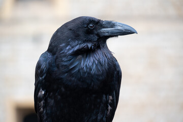 The Portrait of a black raven.