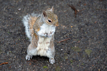 Squirrel standing upright on a textured pavement, showcasing its bushy tail and alert posture in a natural outdoor setting.